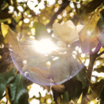 suns rays streaming through tree and yellow flowers